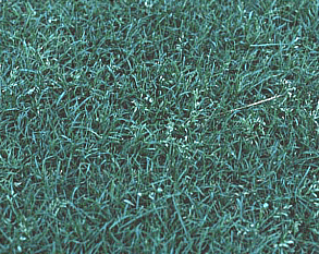 Poa Annua Annual Bluegrass